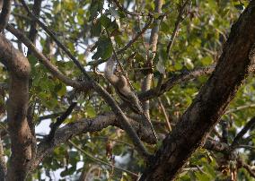 India Squirrel