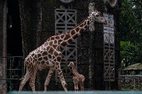 Jakarta Ragunan Zoo Host Newborn Giraffe Calf