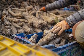 Preparations For The Maghe Sankranti Festival In Kathmandu, Nepal.