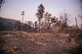 California Wildfires Devastate Malibu