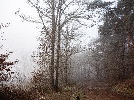 Dense Fog And Ice In The Centre-east Of The Netherlands.