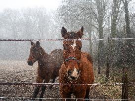 Dense Fog And Ice In The Centre-east Of The Netherlands.