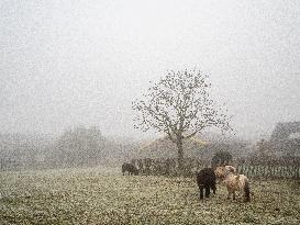 Dense Fog And Ice In The Centre-east Of The Netherlands.