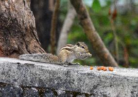 Squirrel In India