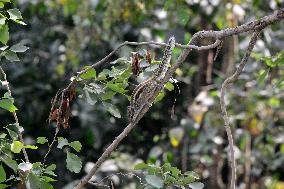 Squirrel In India