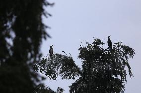 Cormorants In Nepal