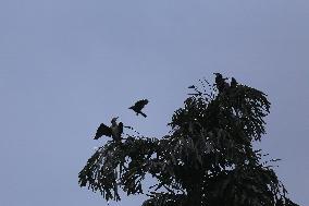 Cormorants In Nepal