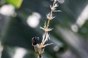 Indonesia Wildlife