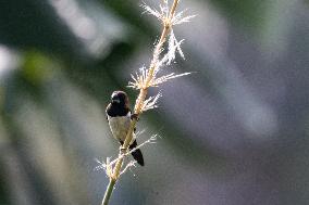 Indonesia Wildlife