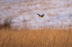 Eastern Meadowlarks At The Fernald Nature Preserve