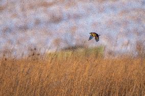 Eastern Meadowlarks At The Fernald Nature Preserve