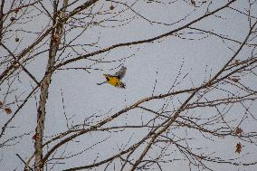 Eastern Meadowlarks At The Fernald Nature Preserve