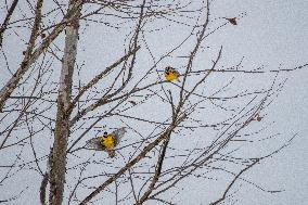 Eastern Meadowlarks At The Fernald Nature Preserve