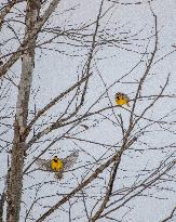 Eastern Meadowlarks At The Fernald Nature Preserve