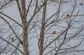 Eastern Meadowlarks At The Fernald Nature Preserve