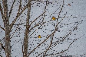 Eastern Meadowlarks At The Fernald Nature Preserve
