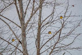 Eastern Meadowlarks At The Fernald Nature Preserve