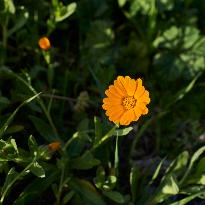 Calendula Flower Blooming In The Field