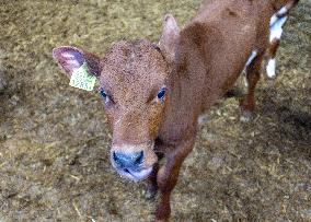 Calf barn