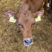 Calf barn