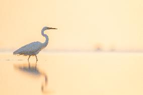 GREAT EGRET