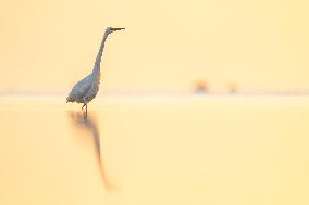 GREAT EGRET