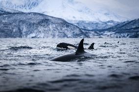 Orcas - Norway