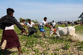 Traditional Bull-Taming Festival - Myanmar