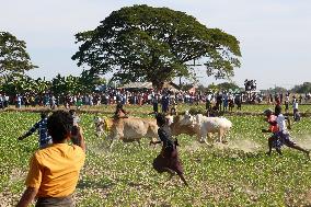 Traditional Bull-Taming Festival - Myanmar
