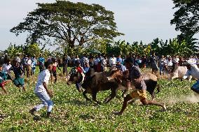 Traditional Bull-Taming Festival - Myanmar