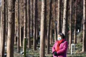 Chinese Elderly