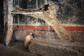 Biggest Ever Private Bathhouse Found - Pompeii