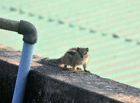 India-Squirrel