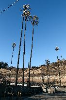 Disaster Areas Of Pacific Palisades After The Wildfire - CA