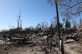 Disaster Areas Of Altadena After The Passage Of Eaton Fire - LA