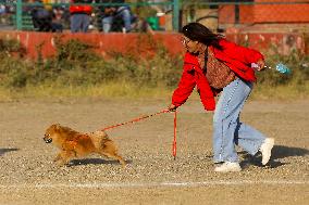 Breed Championship Dog Show In Nepal