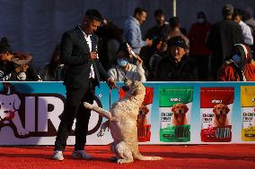 Breed Championship Dog Show In Nepal