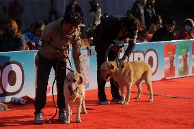 Breed Championship Dog Show In Nepal