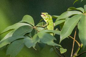 Indonesia Wildlife
