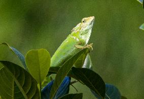 Indonesia Wildlife