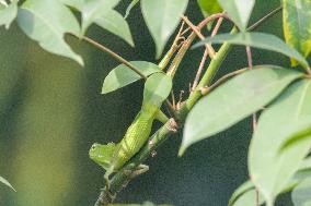 Indonesia Wildlife