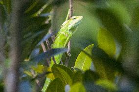 Indonesia Wildlife