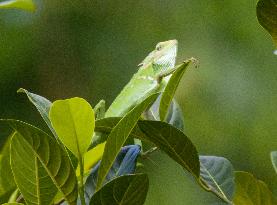 Indonesia Wildlife