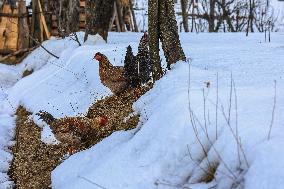 Winters In Kashmir