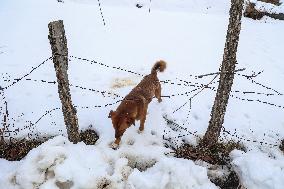 Winters In Kashmir