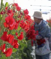 Shipment of sweet peas in southwestern Japan