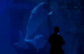 Oceanografic De Valencia Presents The Union Of The Beluga Whales Of Ukraine And Valencia