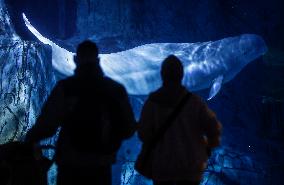 Oceanografic De Valencia Presents The Union Of The Beluga Whales Of Ukraine And Valencia