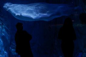 Oceanografic De Valencia Presents The Union Of The Beluga Whales Of Ukraine And Valencia