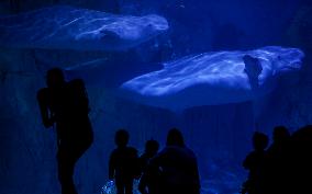Oceanografic De Valencia Presents The Union Of The Beluga Whales Of Ukraine And Valencia